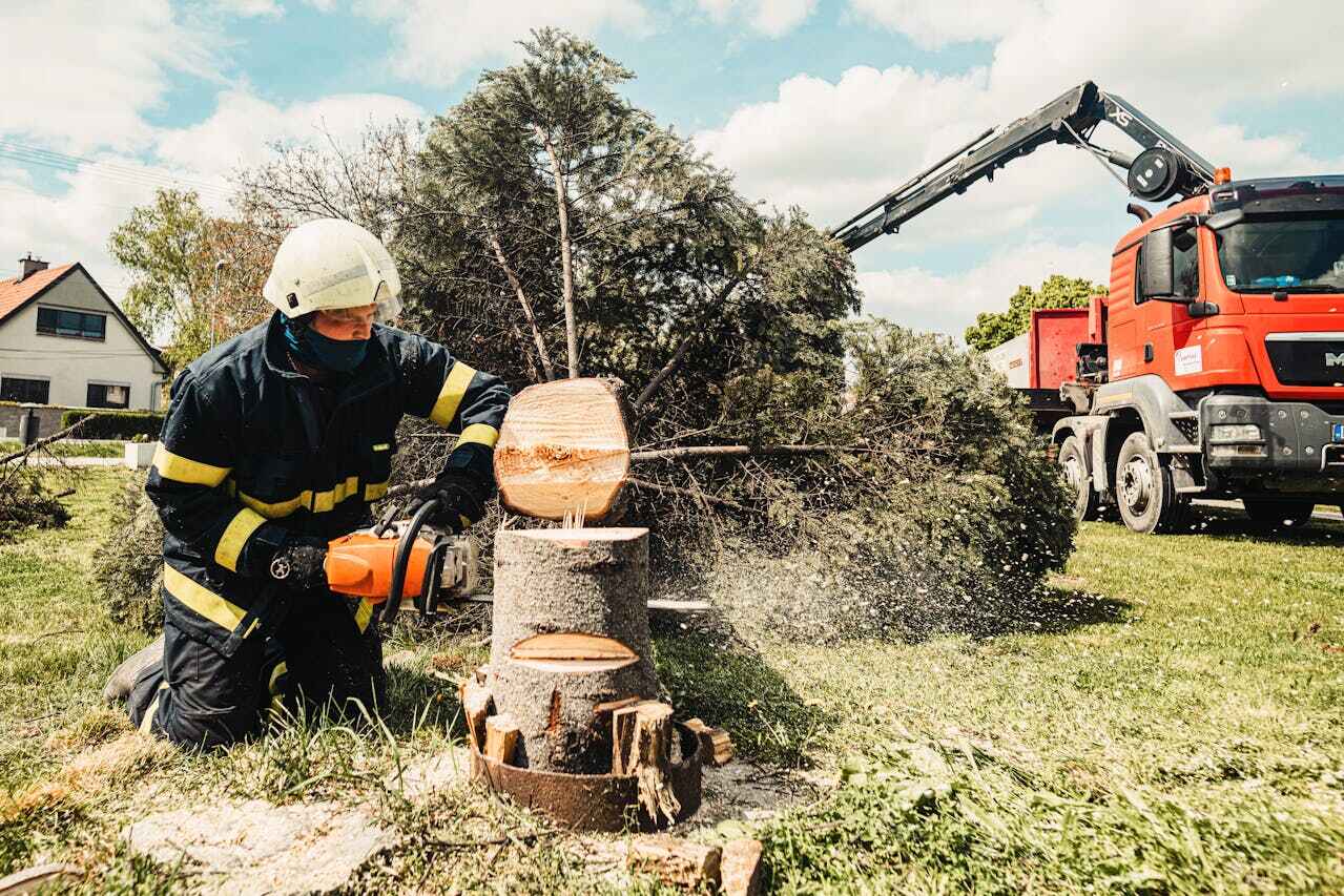 Best Palm Tree Trimming  in Mayville, WI